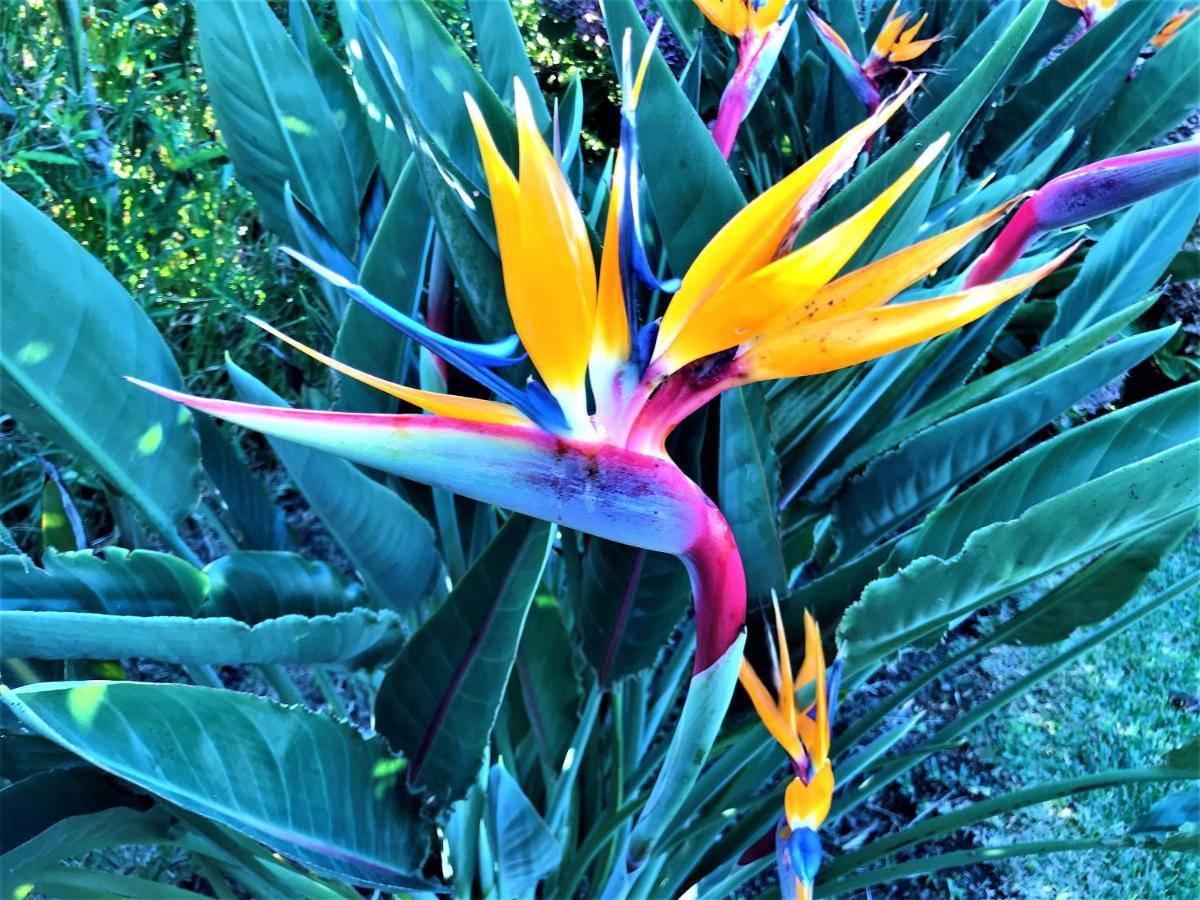 Surf Beach_Santa Barbara Secret Gardens Ribeira Grande Ngoại thất bức ảnh